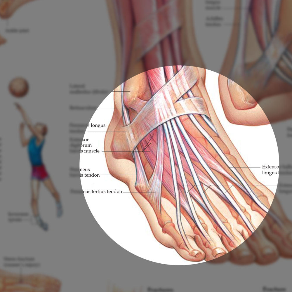 Foot and Ankle chart - highlight