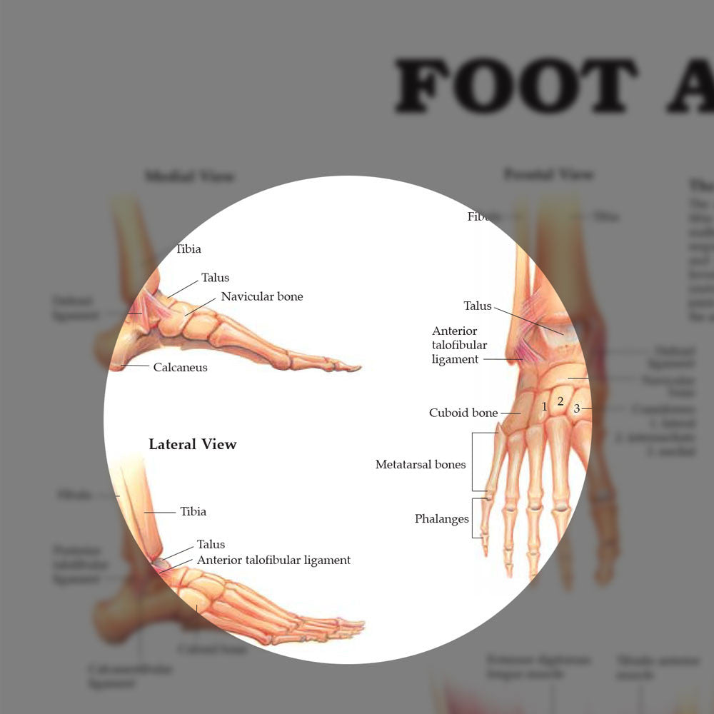 Foot and Ankle chart - highlight