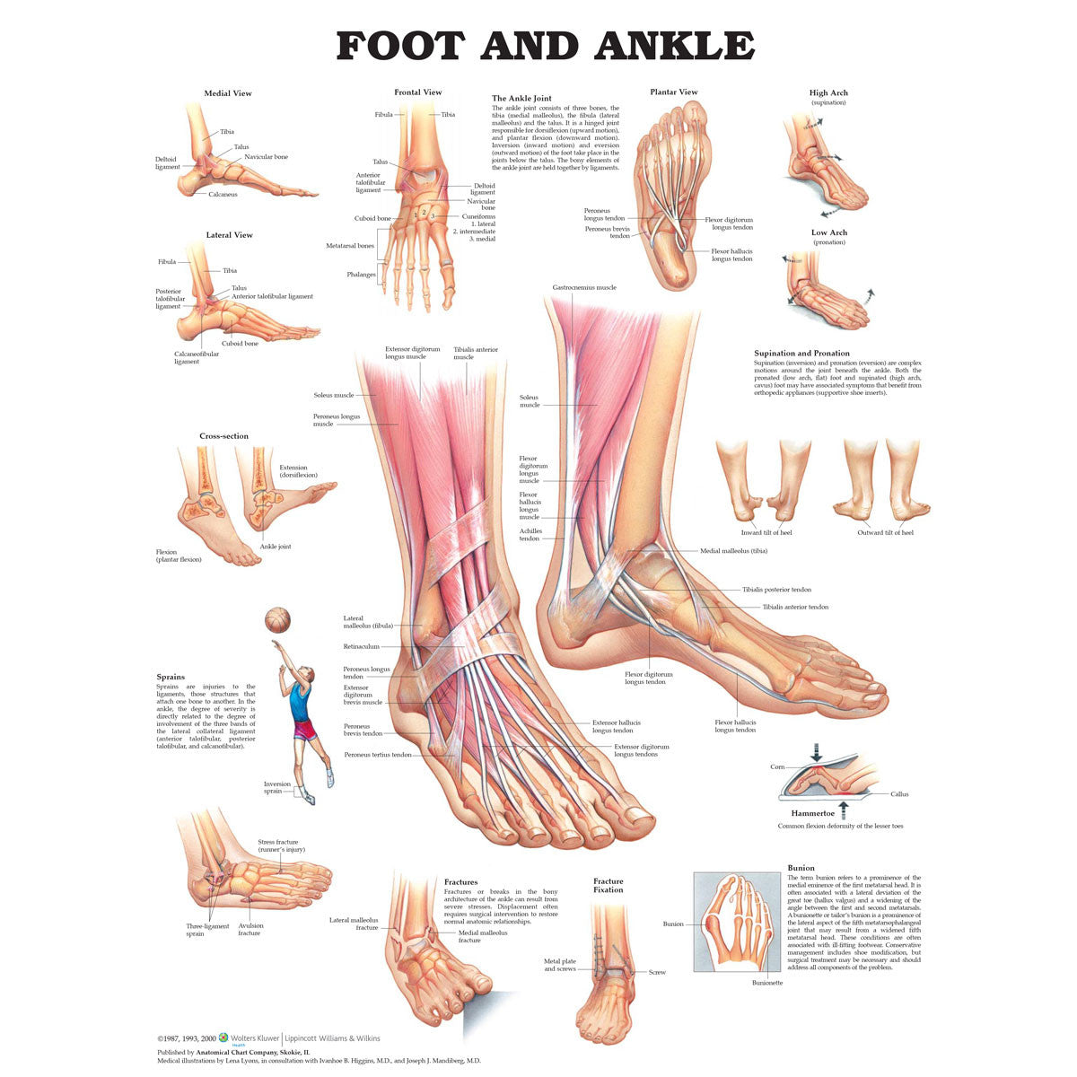Foot and Ankle chart