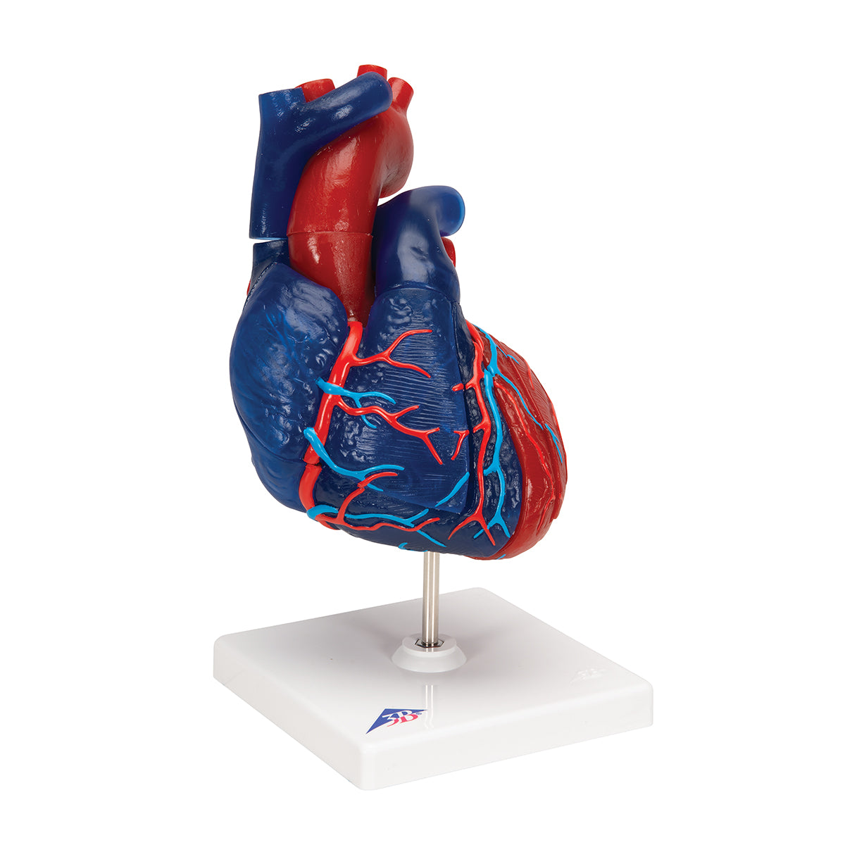 Life-Size Human Heart Model, 5 parts