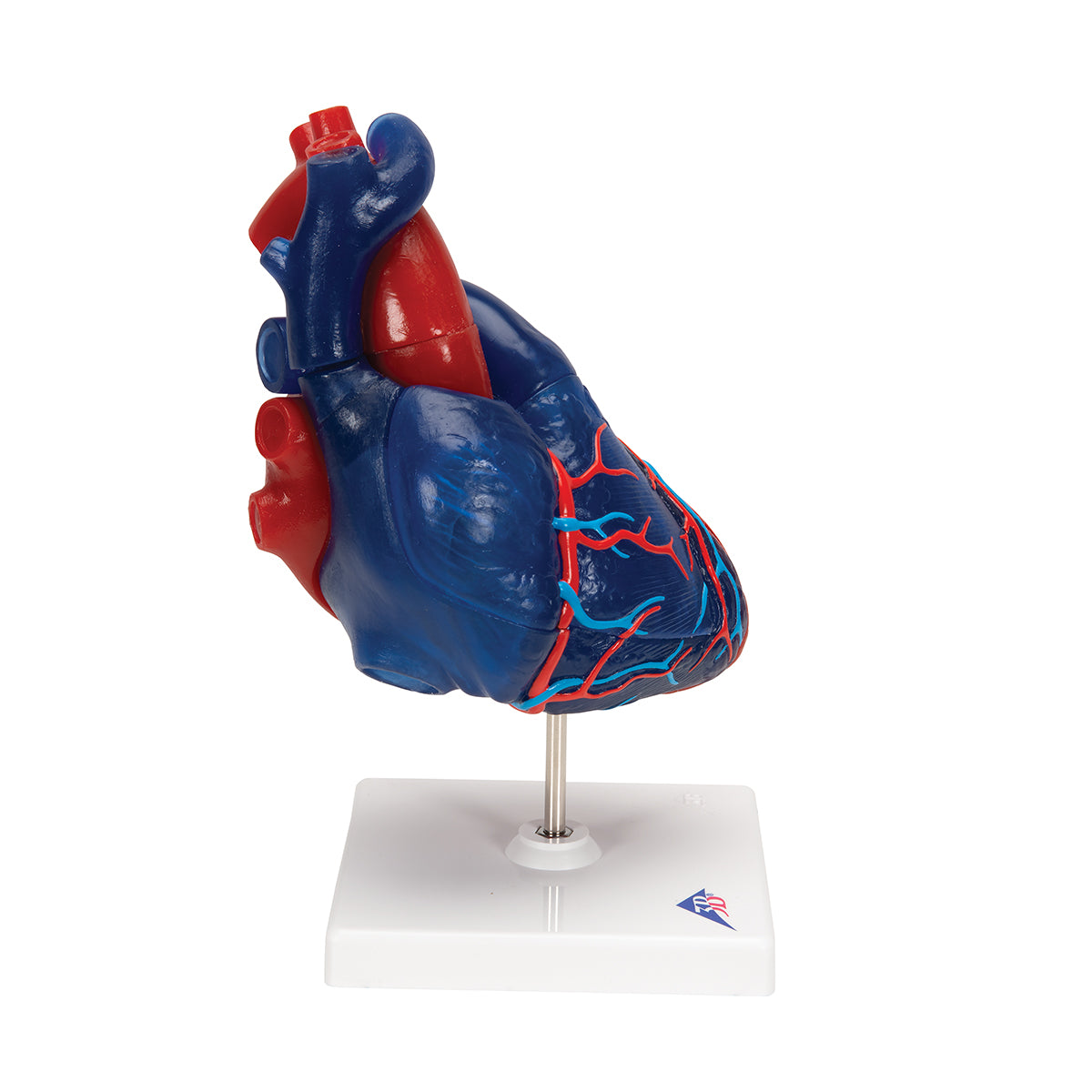 Life-Size Human Heart Model, 5 parts