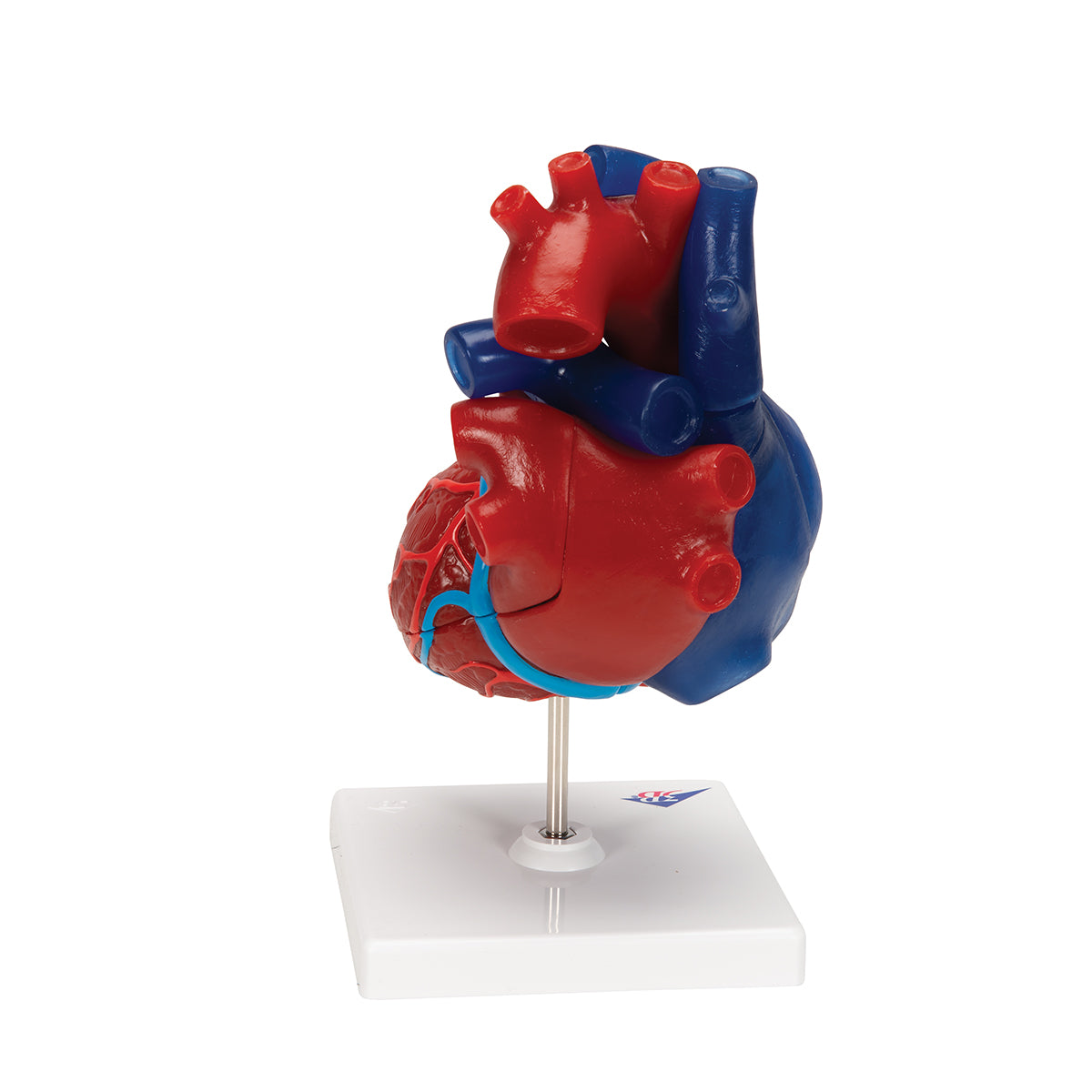 Life-Size Human Heart Model, 5 parts