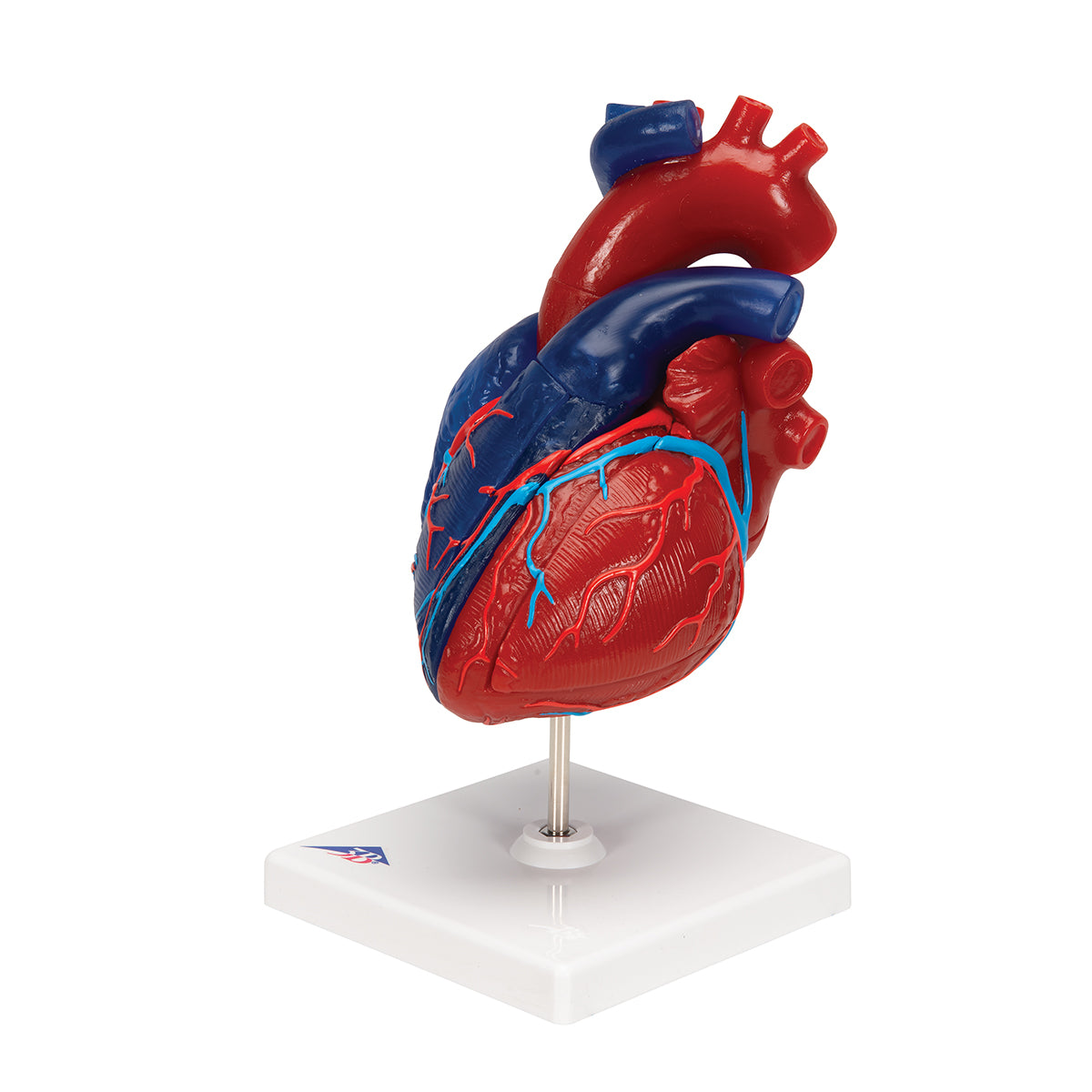 Life-Size Human Heart Model, 5 parts
