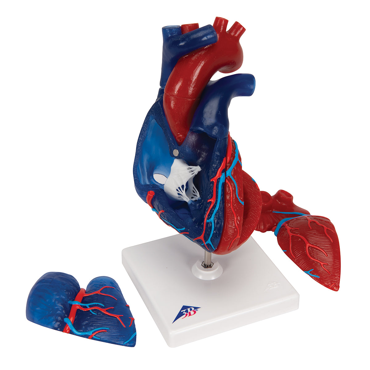 Life-Size Human Heart Model, 5 parts