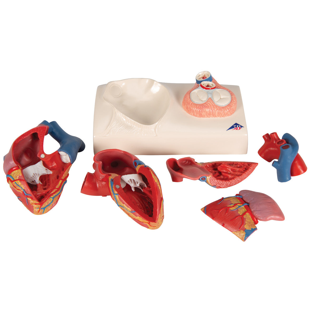 Magnetic Heart model, life-size, 5 parts - 3B G01