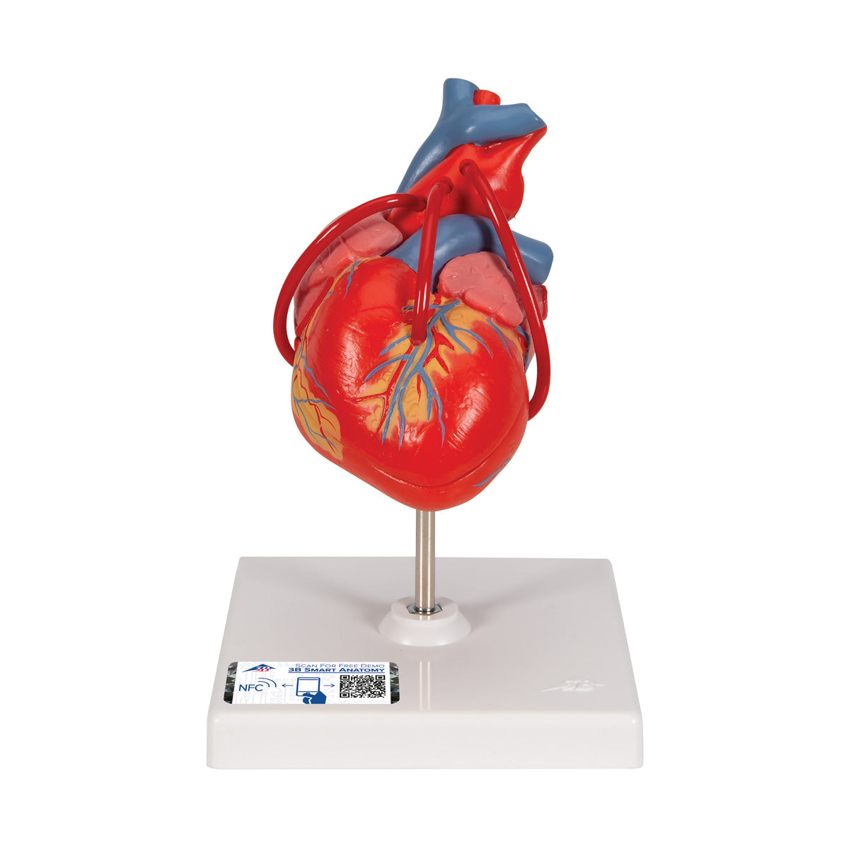 Heart Model with Bypass
