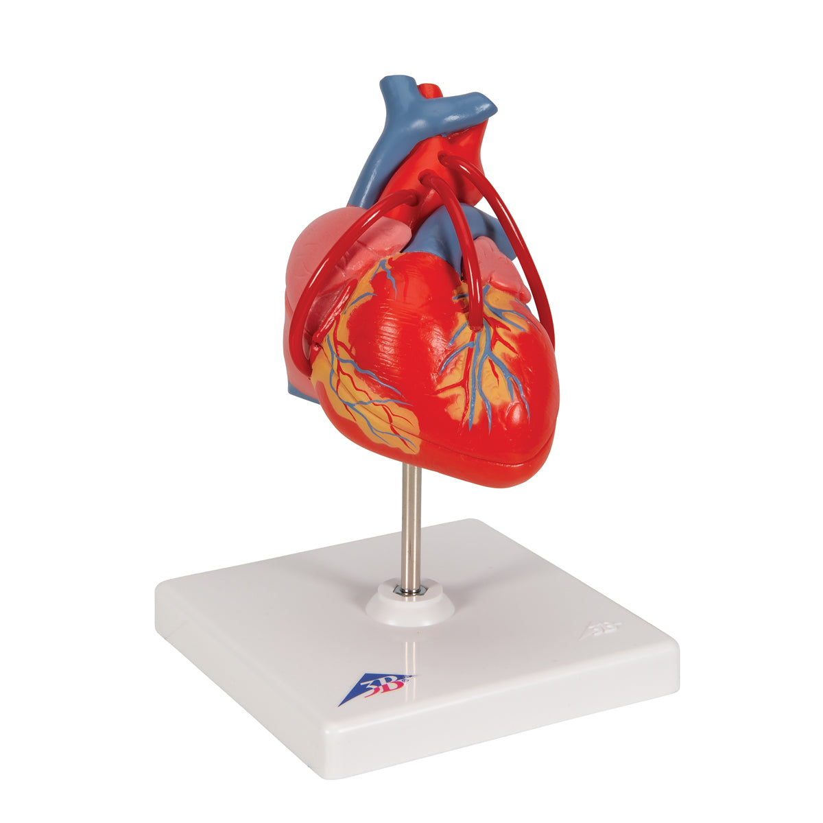 Heart Model with Bypass