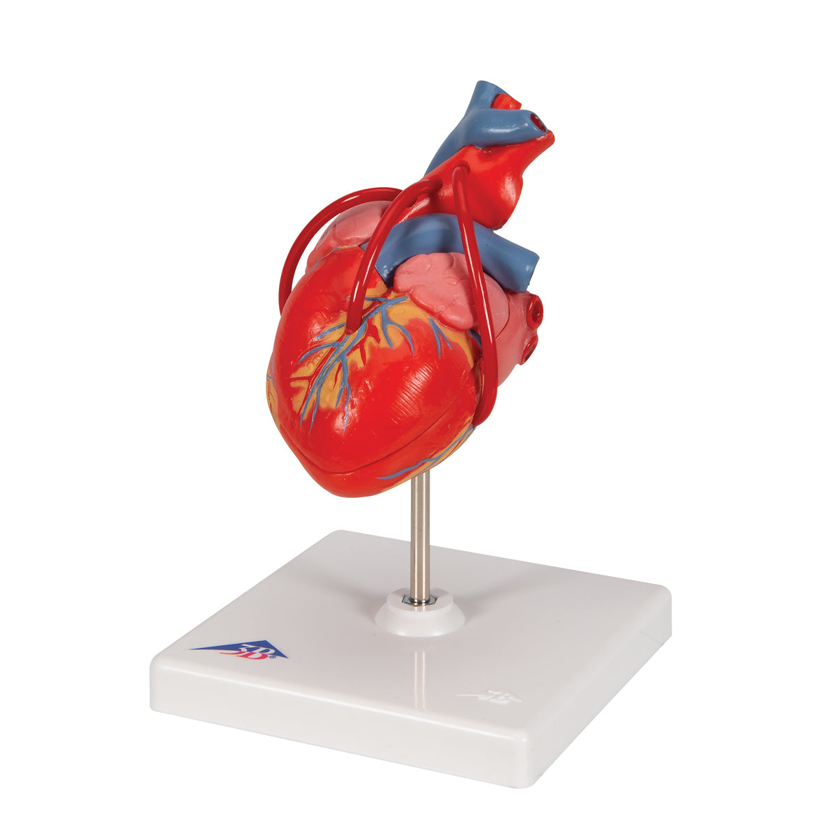 Heart Model with Bypass
