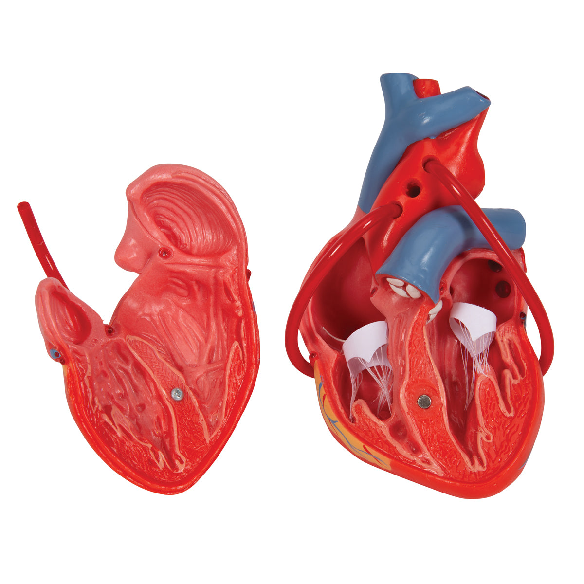Heart Model with Bypass