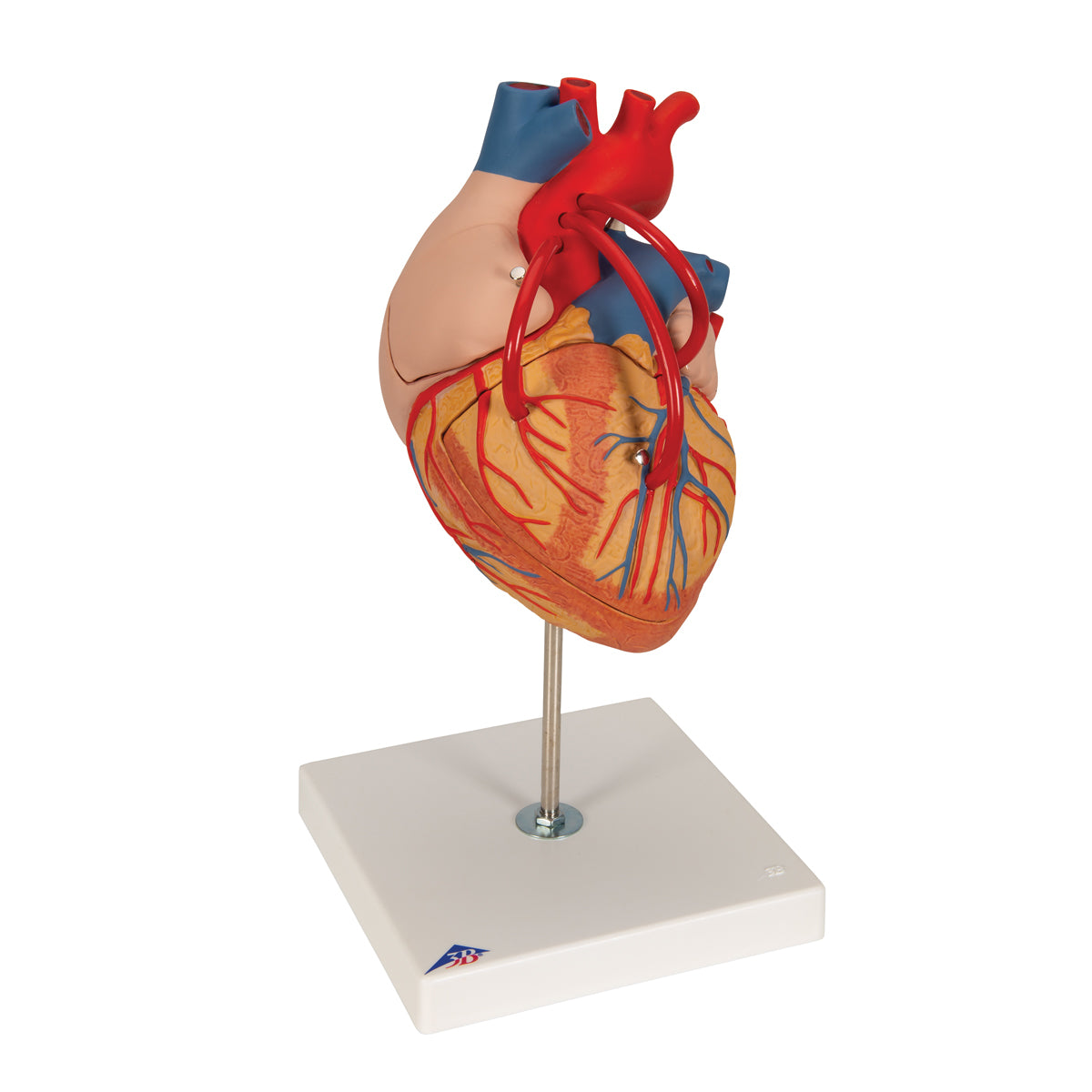 Human Heart Model with Bypass, 2 times Life-Size, 4 part - 3B Scientific G06, view 2