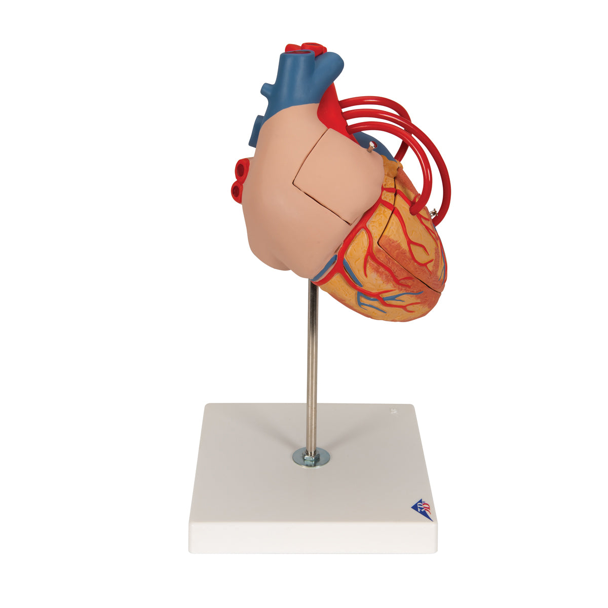 Human Heart Model with Bypass, 2 times Life-Size, 4 part - 3B Scientific G06, view 3