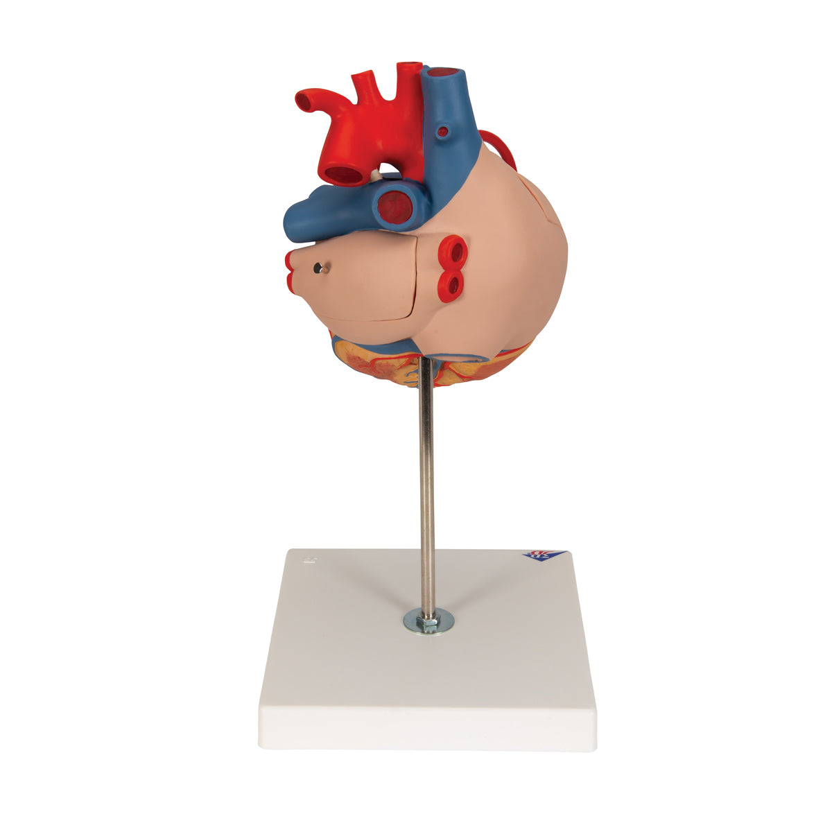 Human Heart Model with Bypass, 2 times Life-Size, 4 part - 3B Scientific G06, view 4
