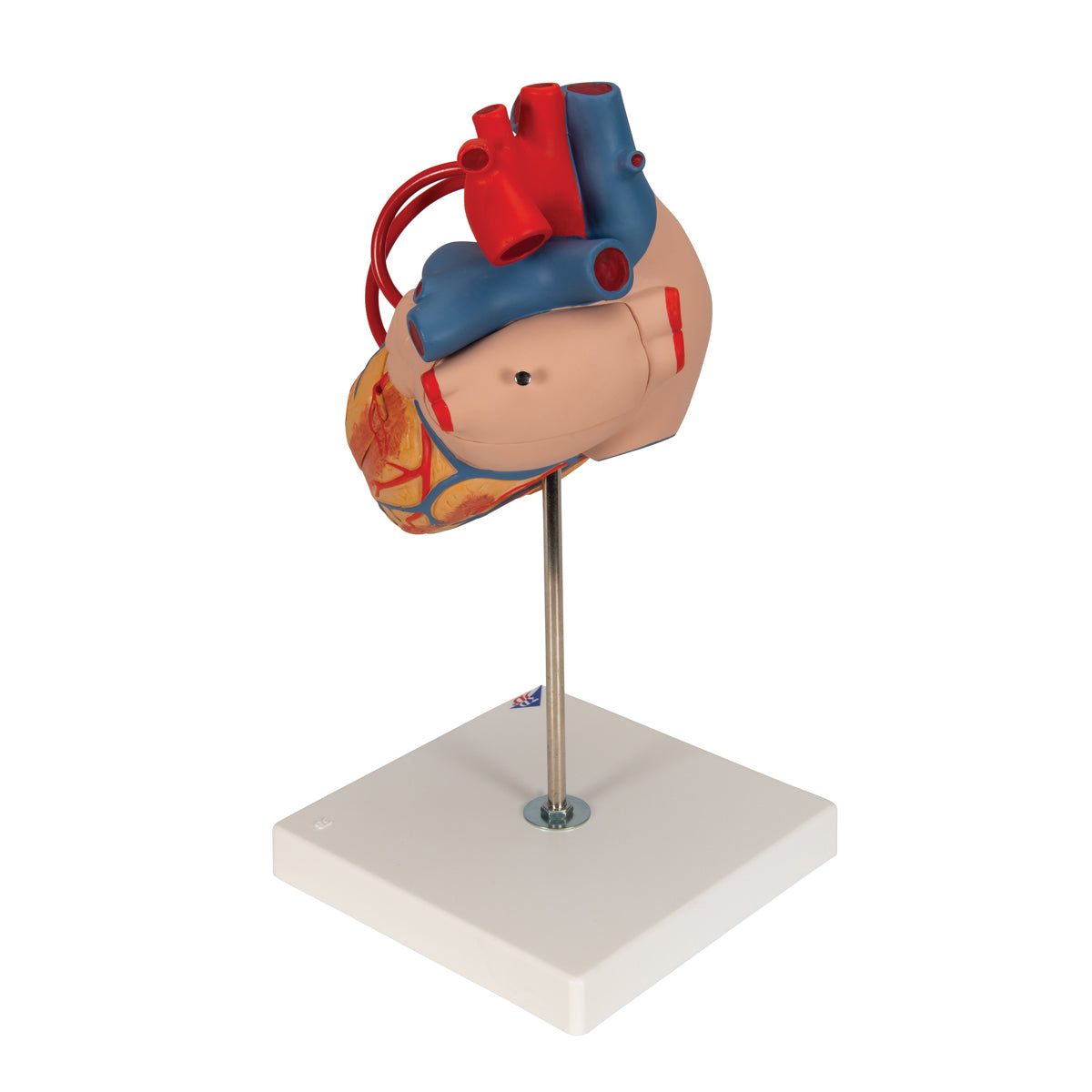 Human Heart Model with Bypass, 2 times Life-Size, 4 part - 3B Scientific G06, view 5