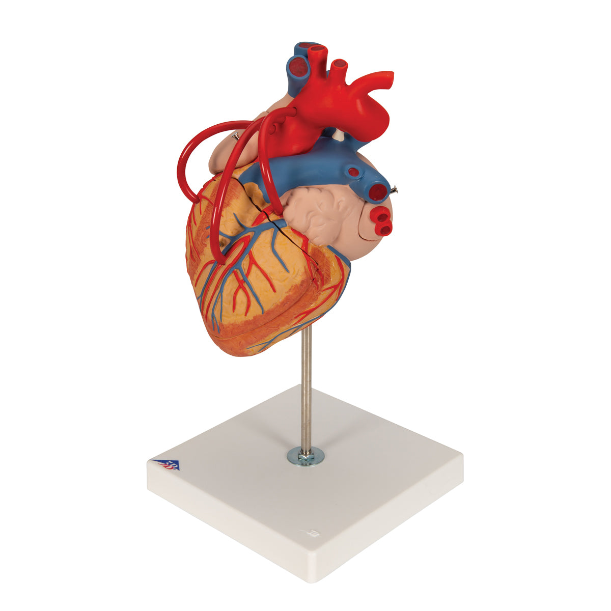 Human Heart Model with Bypass, 2 times Life-Size, 4 part - 3B Scientific G06, view 6