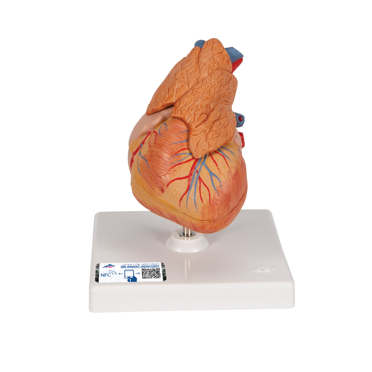 Heart Model with Thymus, 3 parts