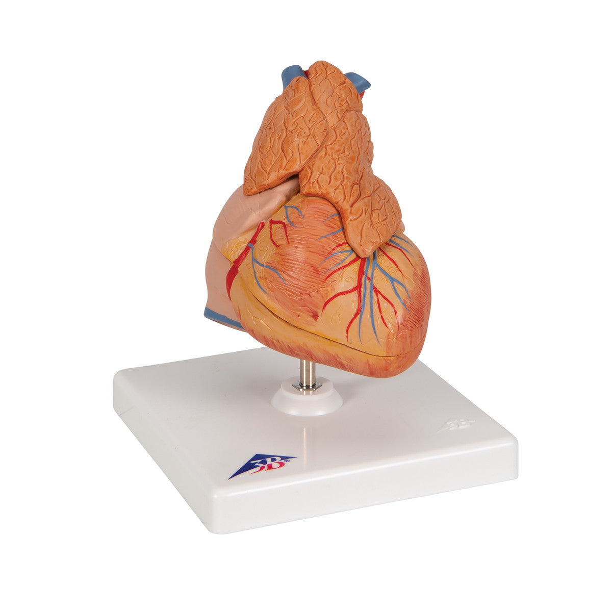 Heart Model with Thymus, 3 parts | 3B Scientific G08/1