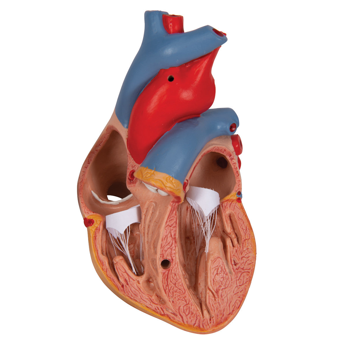 Heart Model with Thymus, 3 parts | 3B Scientific G08/1