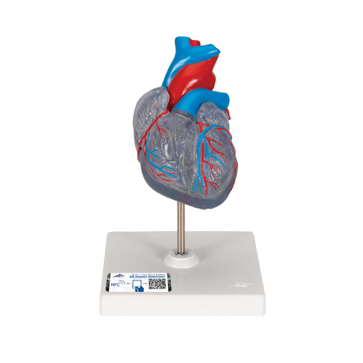 Transparent Heart Model | 3B Scientific G08/3
