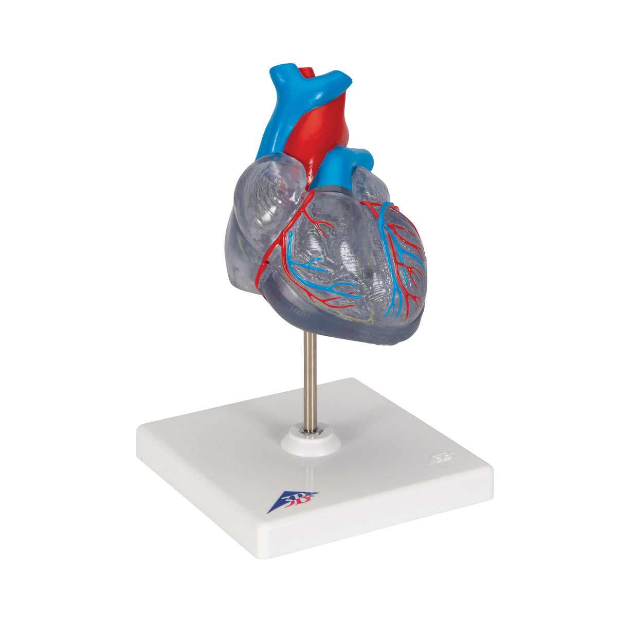 Transparent Heart Model | 3B Scientific G08/3