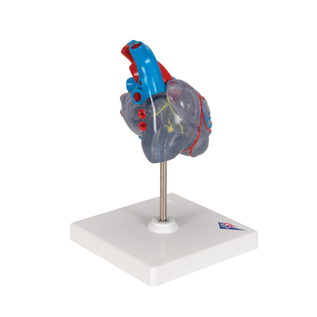 Transparent Heart Model | 3B Scientific G08/3