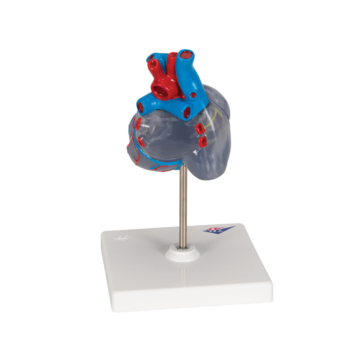 Transparent Heart Model | 3B Scientific G08/3