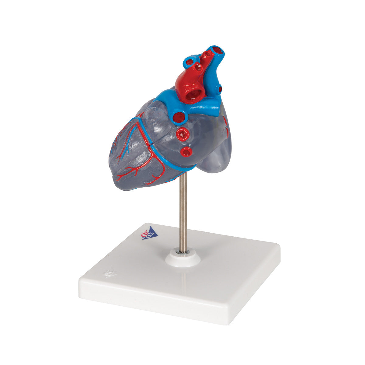 Transparent Heart Model | 3B Scientific G08/3