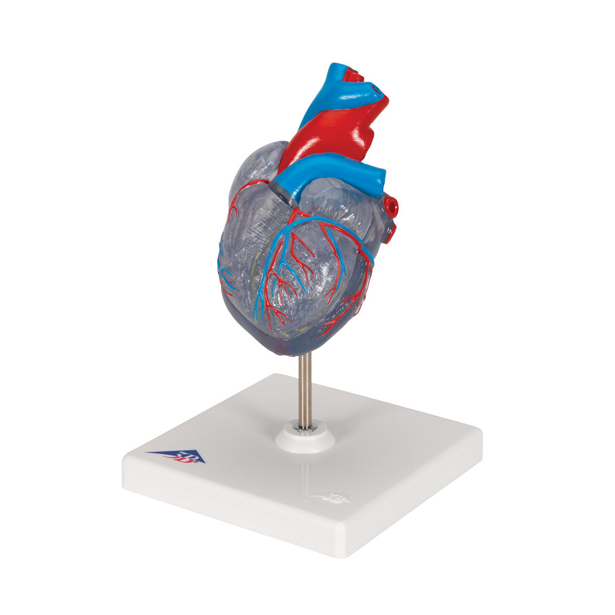Transparent Heart Model | 3B Scientific G08/3