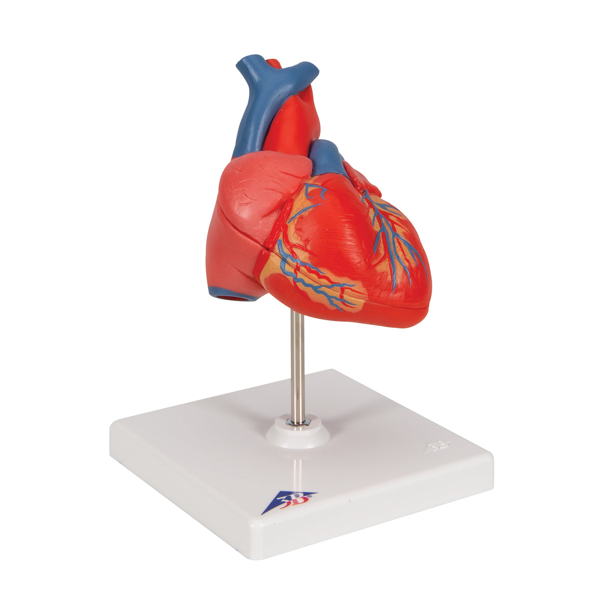 Classic Human Heart Model, 2 part - 3B Scientific G08, view 2