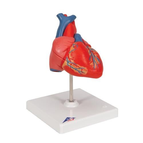 Classic Human Heart Model - 2-Part