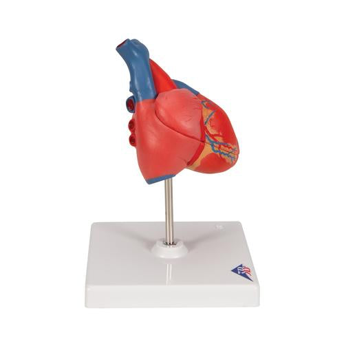 Classic Human Heart Model - 2-Part