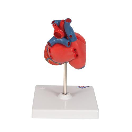 Classic Human Heart Model - 2-Part