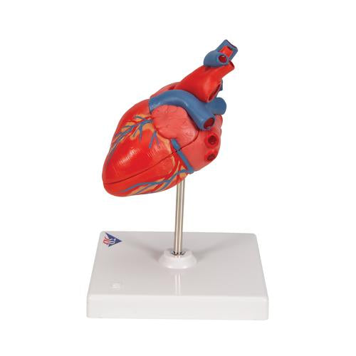 Classic Human Heart Model - 2-Part