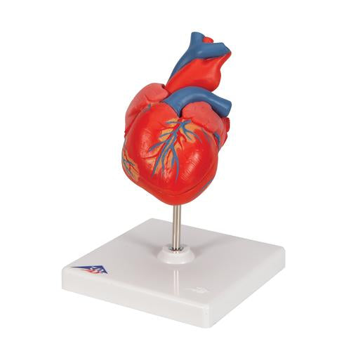 Classic Human Heart Model - 2-Part