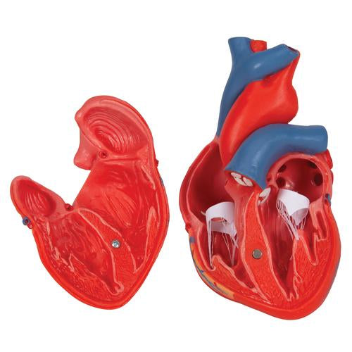 Classic Human Heart Model - 2-Part