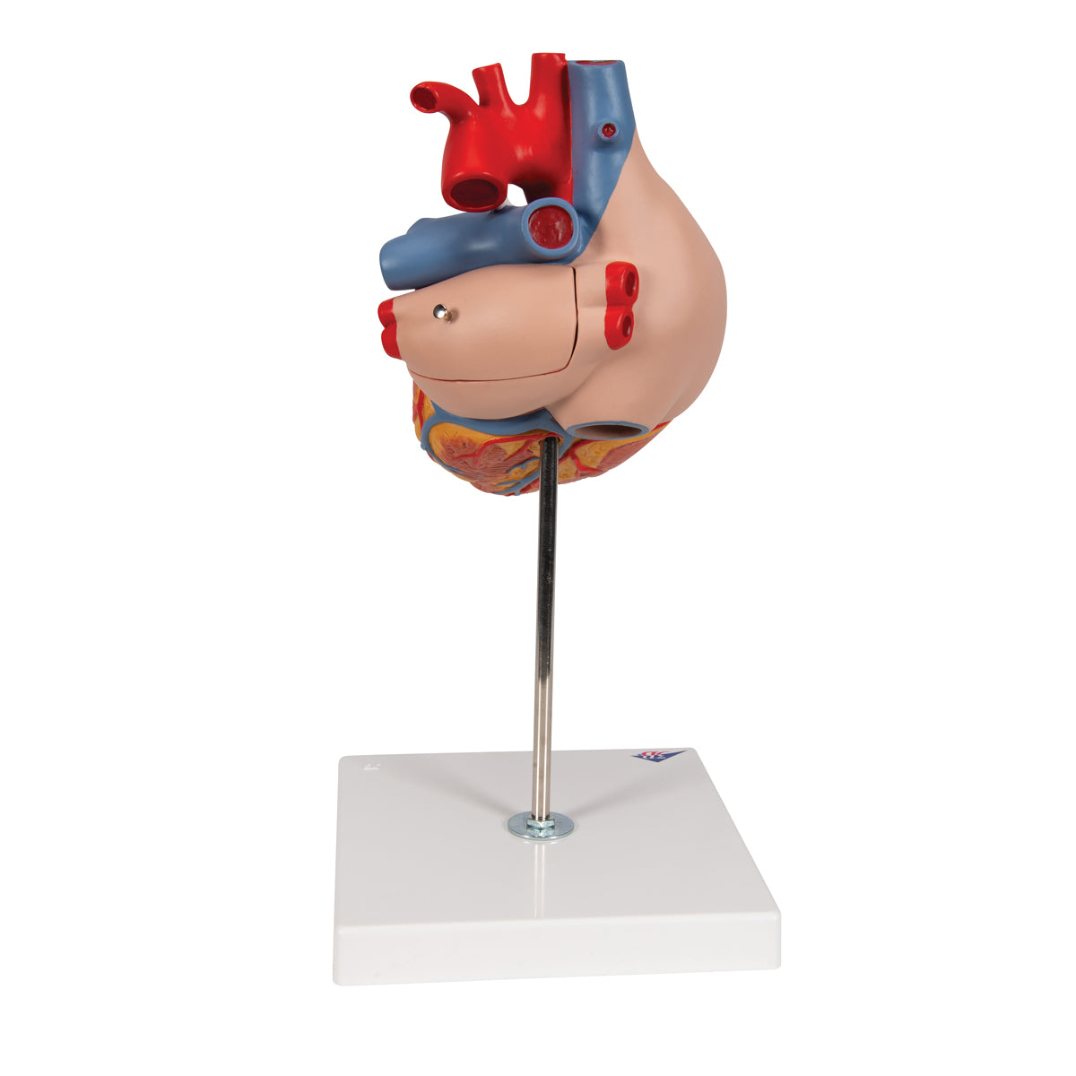 Human Heart Model, 2-times Life-Size, 4 part - 3B Scientific G12, view 3