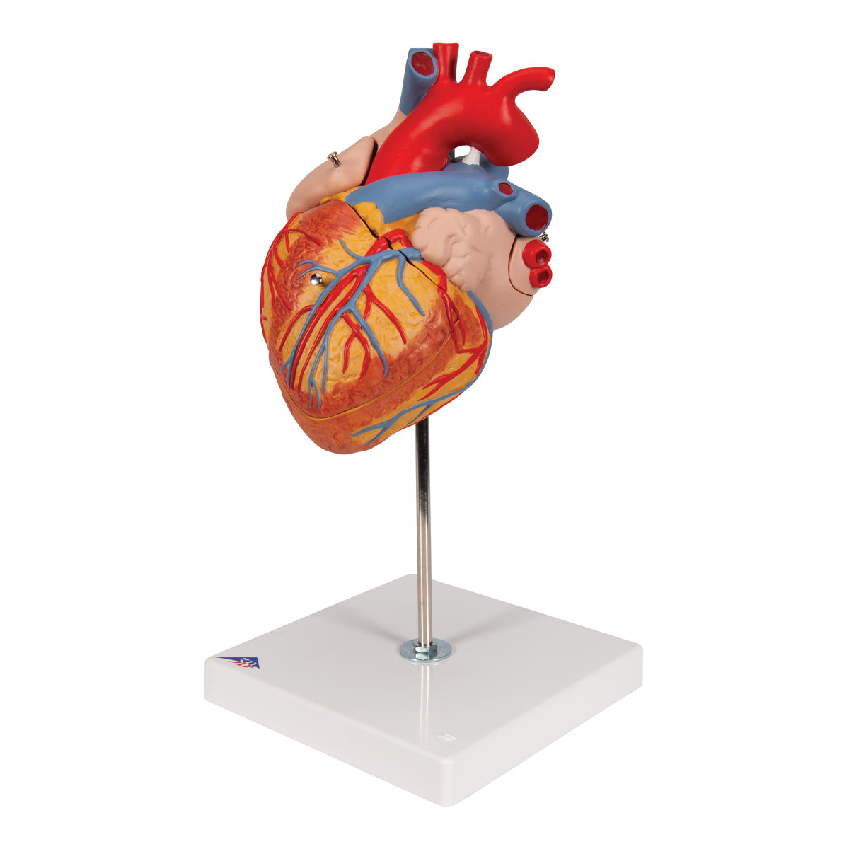 Human Heart Model, 2-times Life-Size, 4 part - 3B Scientific G12, view 4