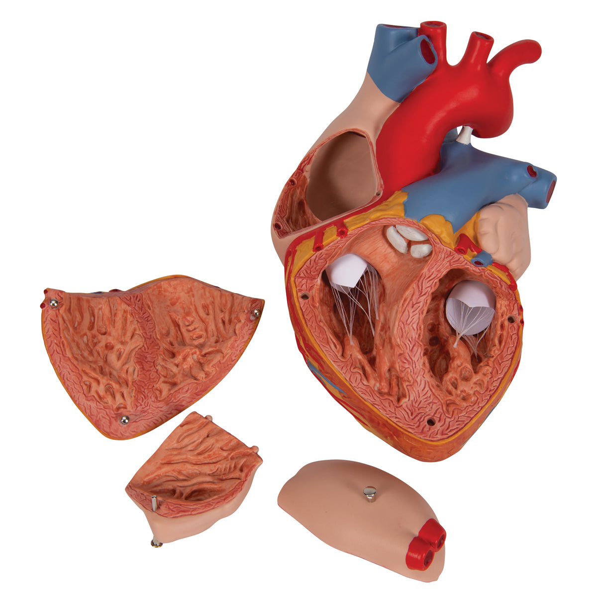 Human Heart Model, 2-times Life-Size, 4 part - 3B Scientific G12, view 5