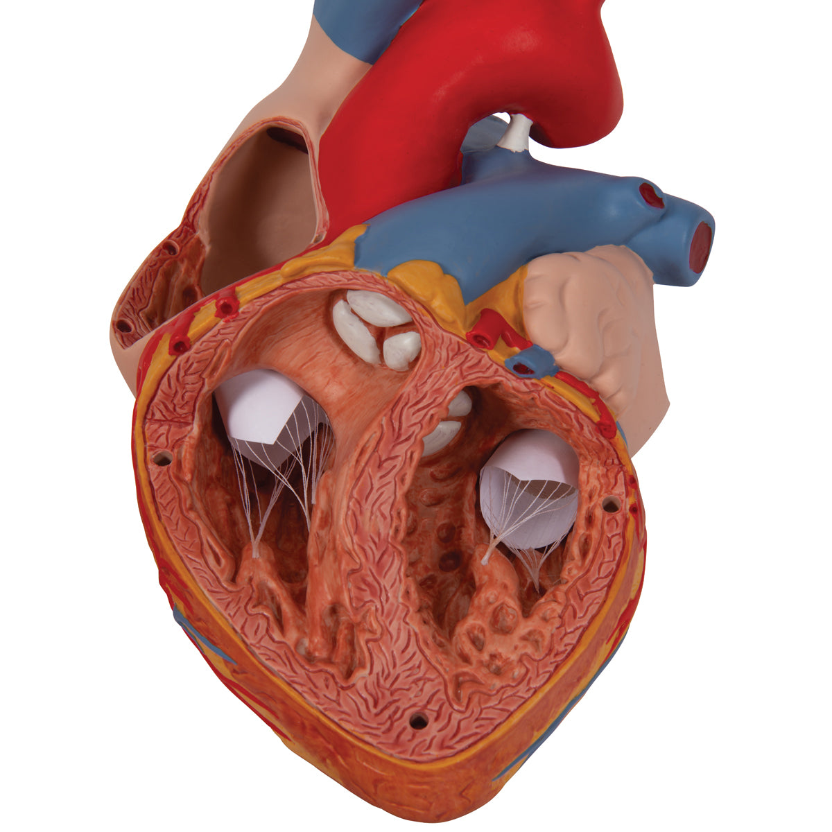 Human Heart Model, 2-times Life-Size, 4 part - 3B Scientific G12, view 6