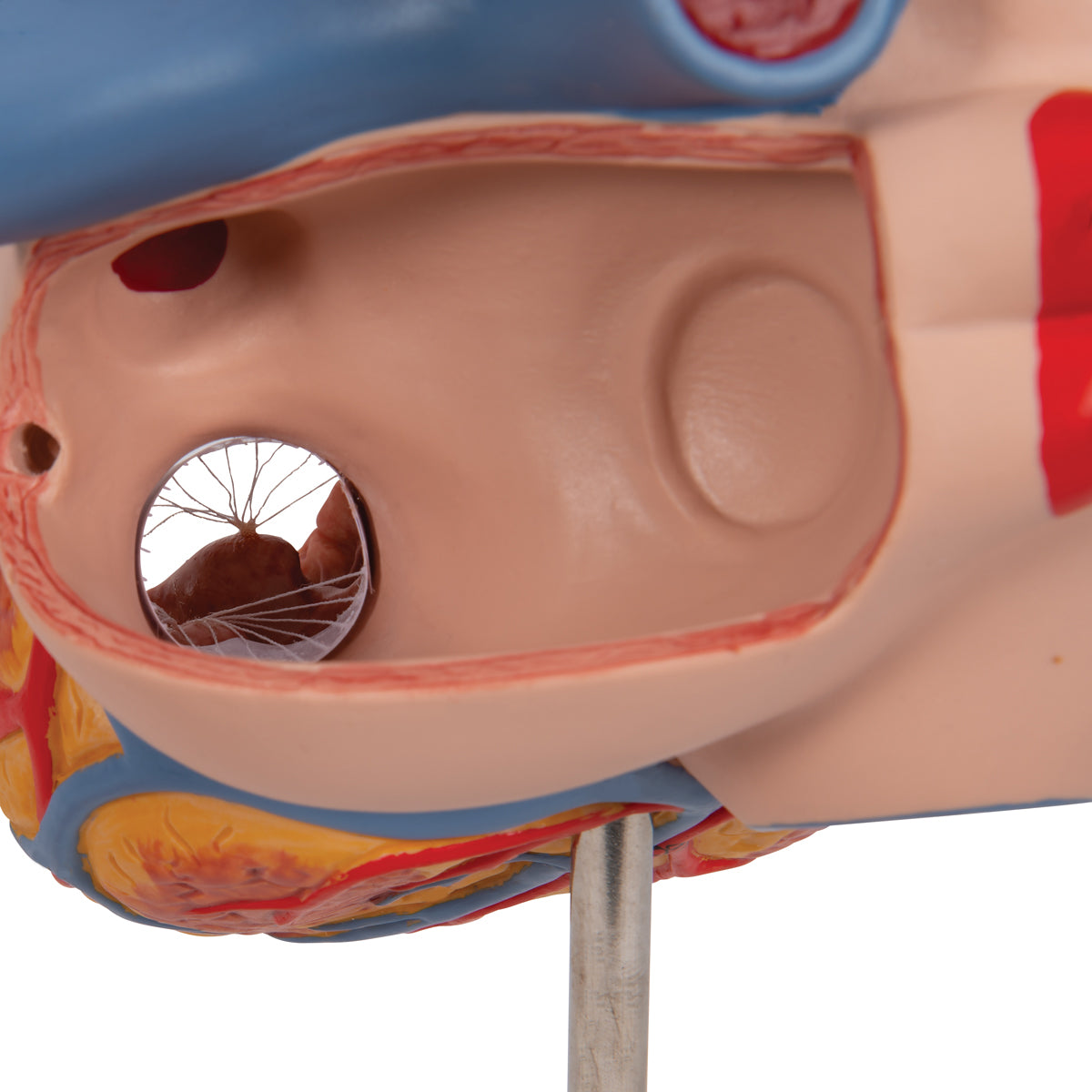 Human Heart Model, 2-times Life-Size, 4 part