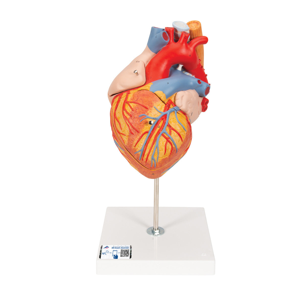 Giant Heart with Esophagus and Trachea | 3B Scientific G13