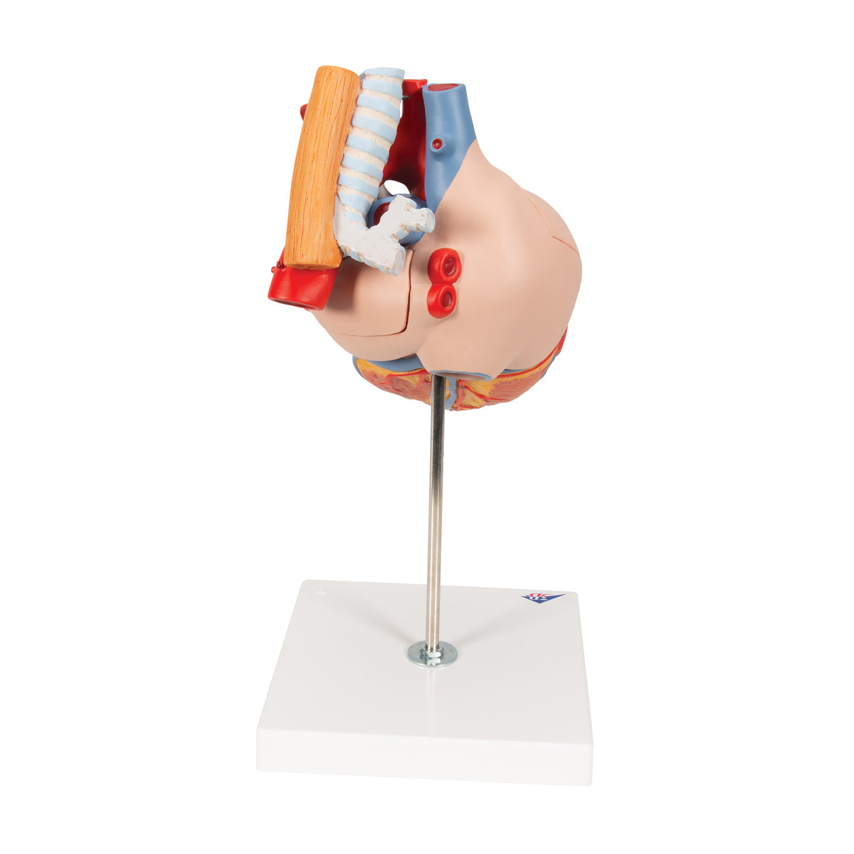 Human Heart Model with Esophagus and Trachea, 2 times Life-Size, 5 part - 3B Scientific G13, view 2