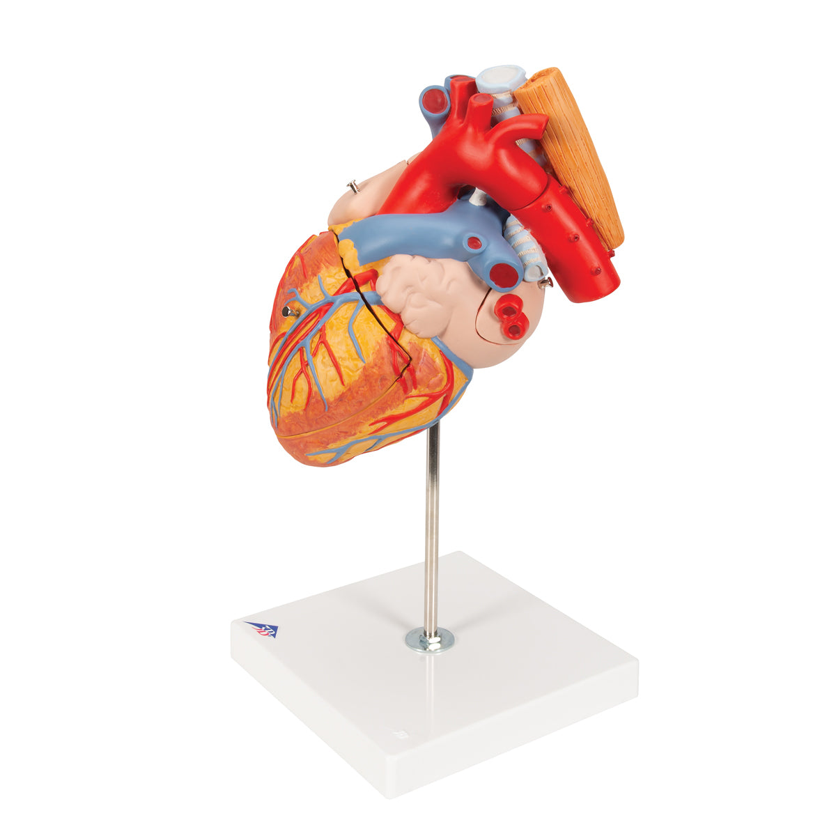 Human Heart Model with Esophagus and Trachea, 2 times Life-Size, 5 part