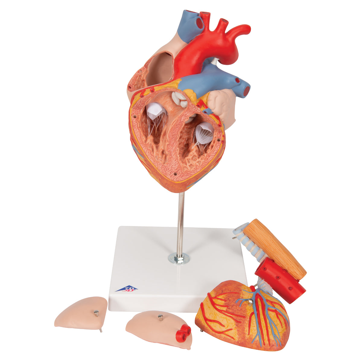 Human Heart Model with Esophagus and Trachea, 2 times Life-Size, 5 part