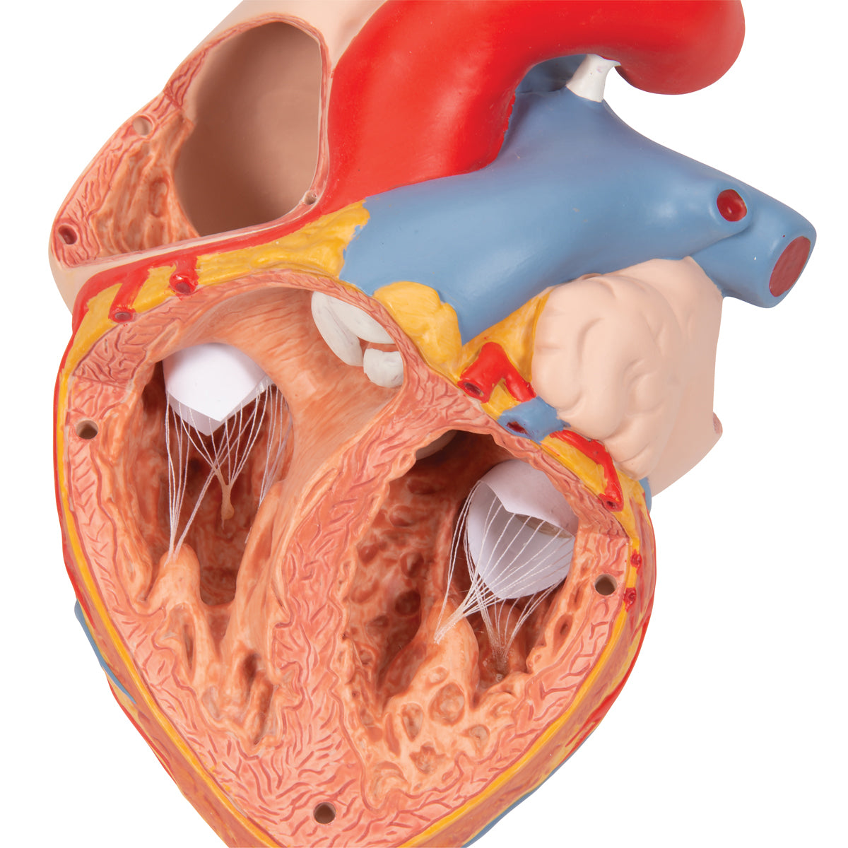 Human Heart Model with Esophagus and Trachea, 2 times Life-Size, 5 part