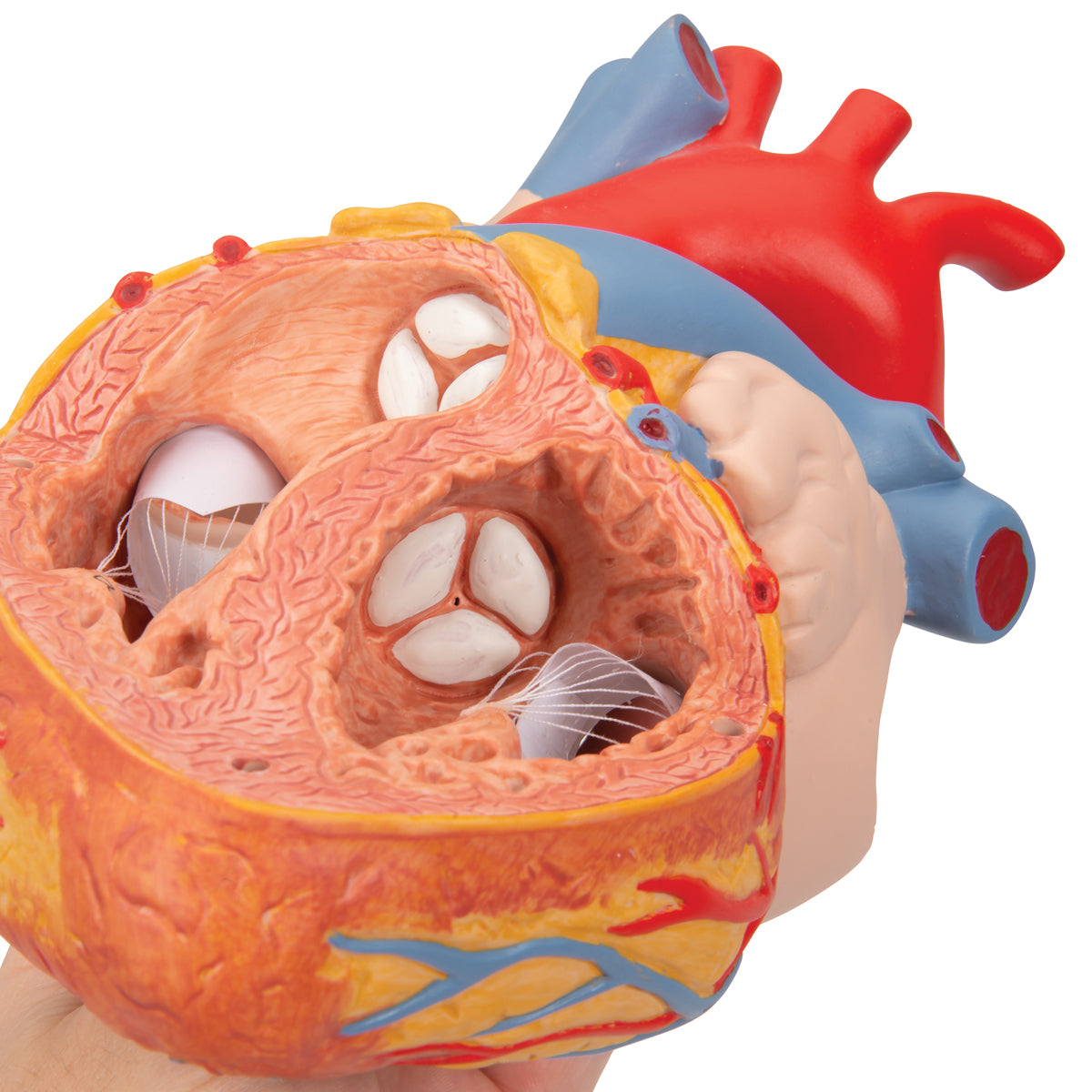Human Heart Model with Esophagus and Trachea, 2 times Life-Size, 5 part