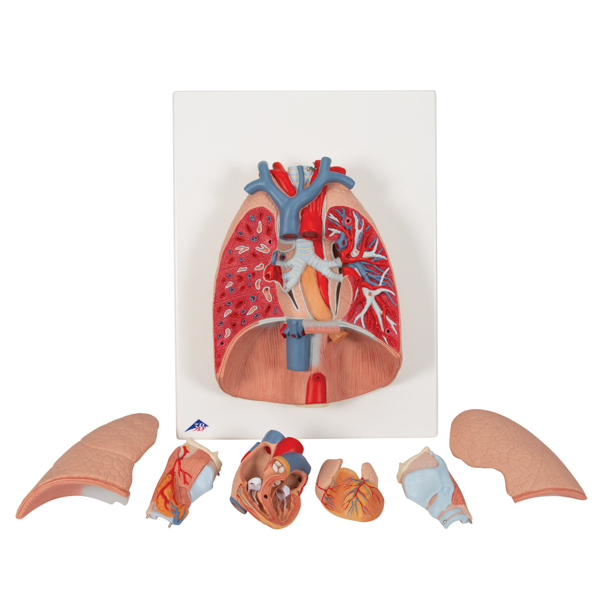 Human Lung Model with Larynx, 7 part