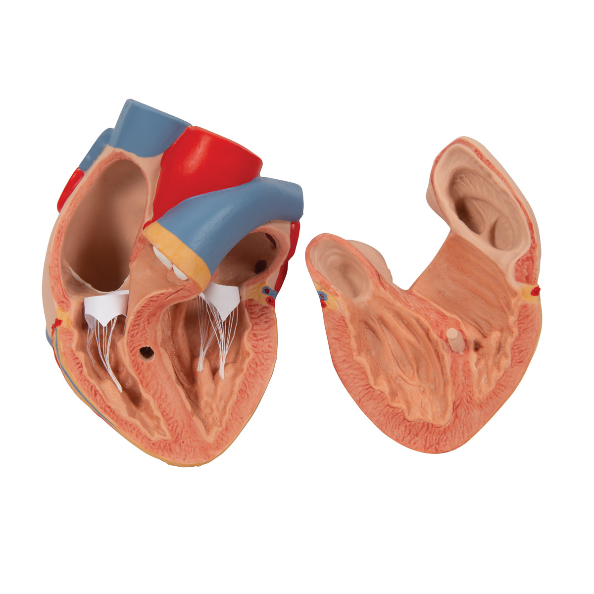 Human Lung Model with Larynx, 7 part