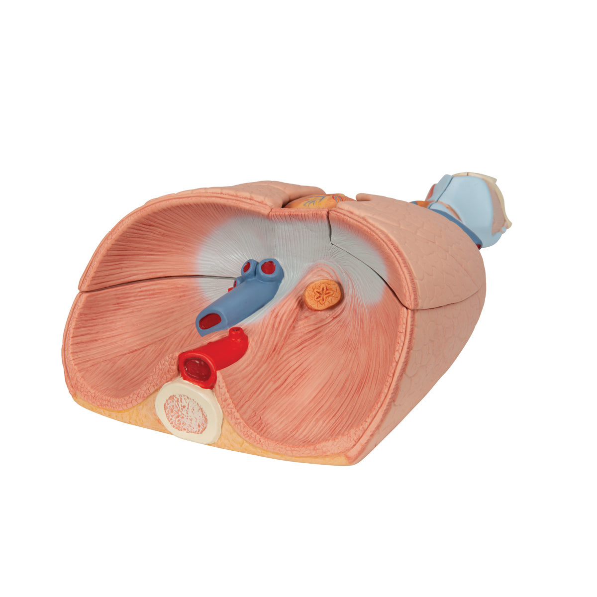 Human Lung Model with Larynx, 7 part - 3B Scientific G15, view 7