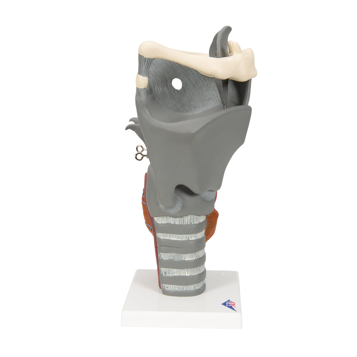 Functional Larynx Model, 2.5 times Full-Size