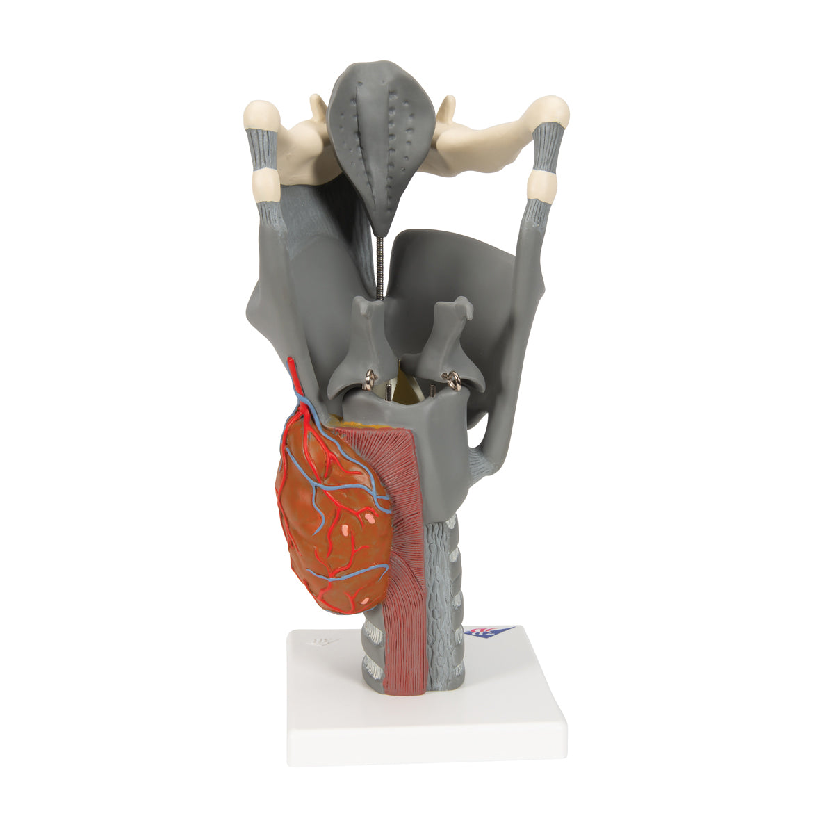 Functional Larynx Model, 2.5 times Full-Size
